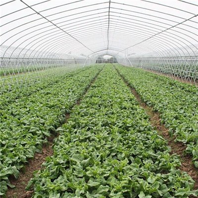 Plastic Film Galvanized Frame Tunnel Greenhouse For Vegetable Planting