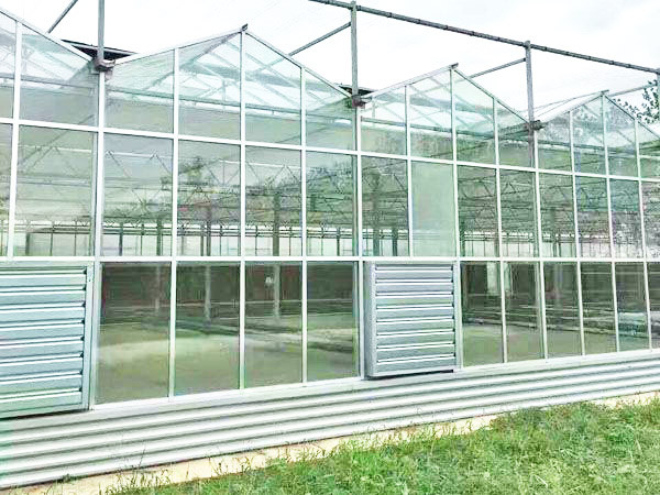 professional glass and plastic film greenhouse for tomato growth