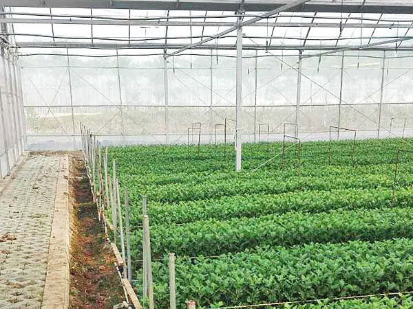 Agriculture tunnel greenhouse with plastic film