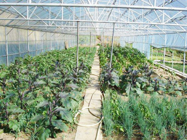 Agriculture polycarbonate commercial greenhouse with hydroponic system
