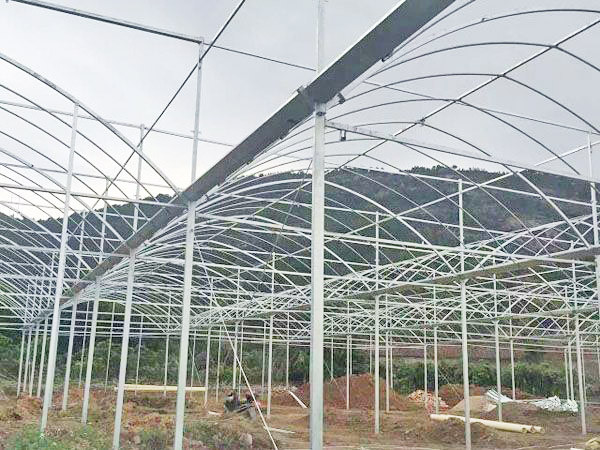 useful agricultural sunlight greenhouse to hot sale