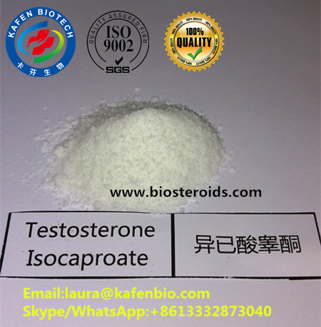 99% USP Anabolic Steroid Hormone Testosterone Isocaproate for Body Building