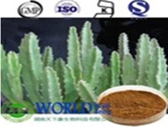 Hoodia extract powder 10:1 Opuntia dillenii Haw non- Irradiation Nopal powder Cactus powder