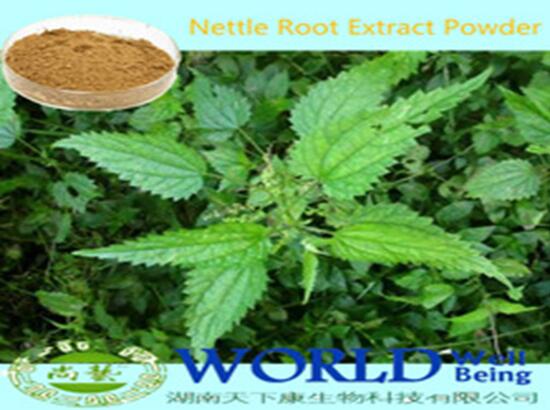 Hot Sell Nettle Extract Nettle Root Extract Powder Beta-sitosterol 1%-3% Low Price