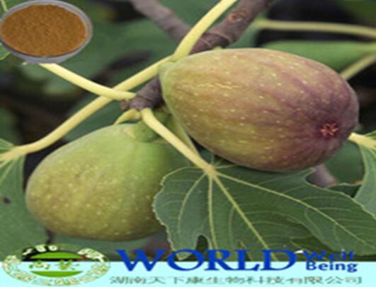 Hot Sell 100% Natural Fig Extract 10:1 Fig Extract Powder Fig Leaf Extract