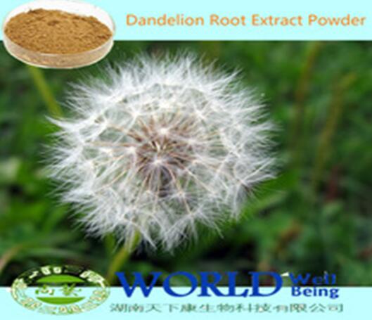 100% Natural Dandelion Root Extract Powder 20%Flavonoids  Dandelion Extract Low Price
