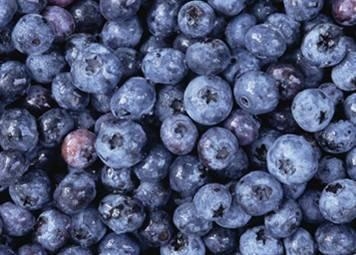 Bilberry extract,Organic Herb IncBilberry extract the lowes