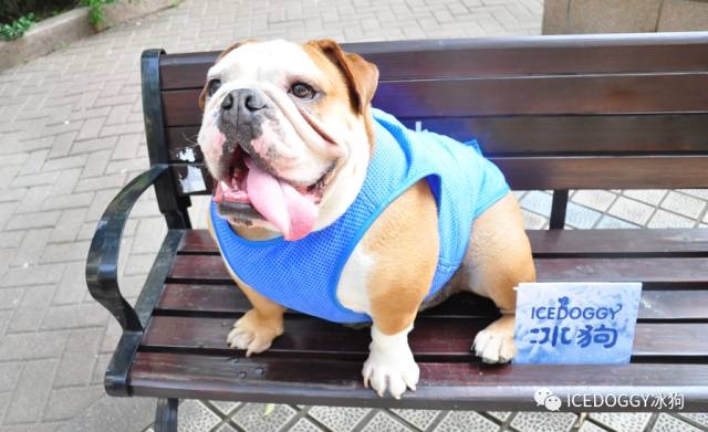 Qingdao beyonfocus on pet ice coat,is a well-known brands o