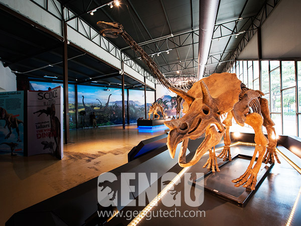 Triceratops Skeleton(#GG-1869)