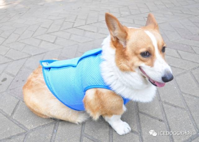 the Cool clothes and Pet cold suitof Qingdao beyonis the in