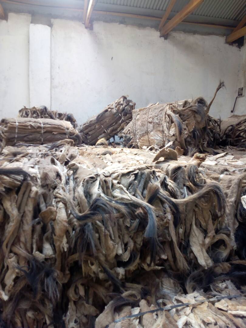 Dry And Wet Salted Donkey Hides,Wet Salted Donkey Skin for sale