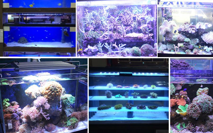9Good service and reputation WiFi led aquarium lightis wort