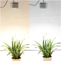 Give these over Hydroponic lamp a try, you will be amazed