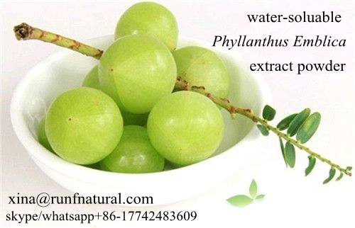 Phyllanthus emblica Extract powder