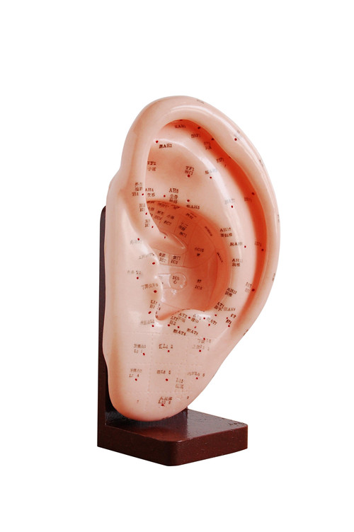 HIGH QUALITY HOT SELL HUMAN EAR ACUPUNCTURE MODEL MANNEQUEIN 22CM