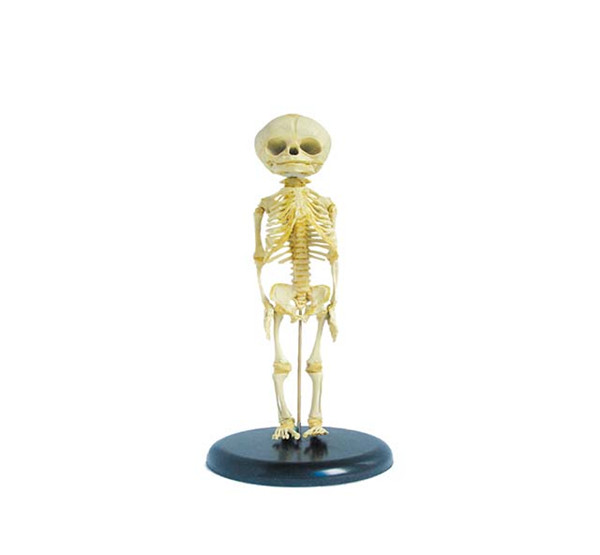 Advanced PVC Fetus Skeleton bone anatomical children skeleton human skeleton Medical Model