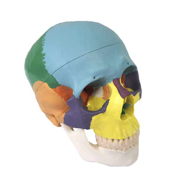 Life Size PVC Human Colored Skull bone skeleton anatomical  Model 22 Parts