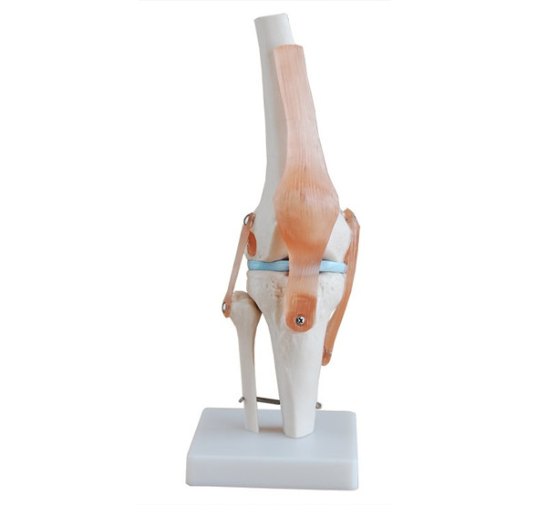 Life Size PVC Knee Joint bone skeleton muscle anatomical medical teaching  Model