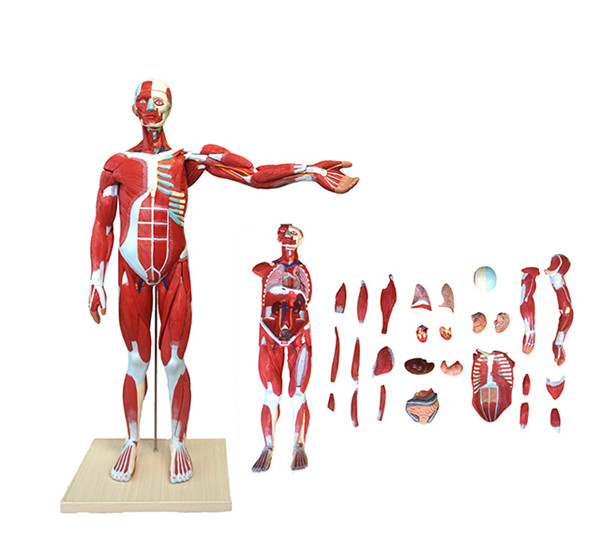 Median Whole Body human Muscled anatomical Model 27 Parts