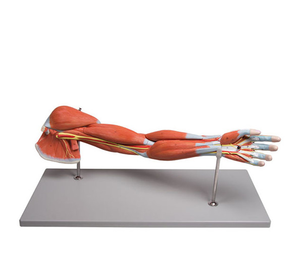 human Upper Limb  Arm Muscled anatomical  Model 7 Parts
