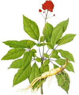  Ginseng Extract 