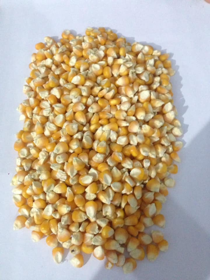 Yellow and white Corn 