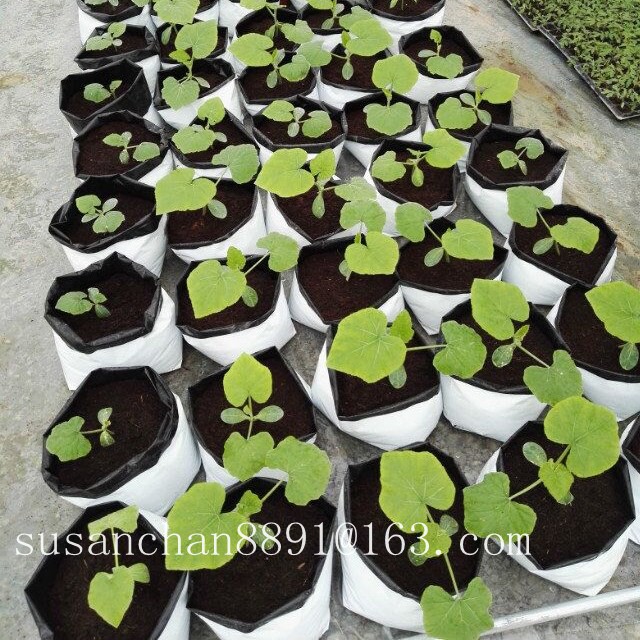 Biodegradable plant nursery plant grow bag