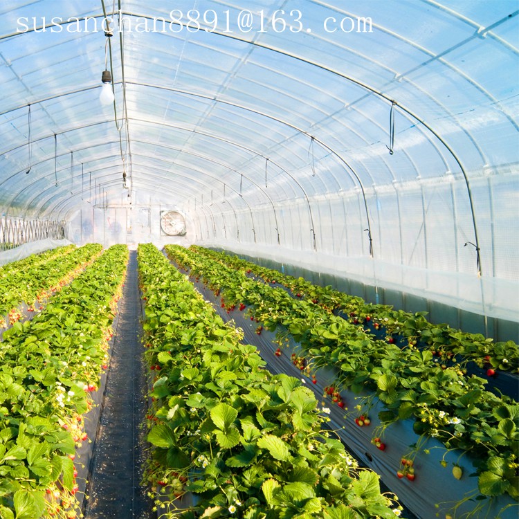 PE material plastic agricultural greenhouse film