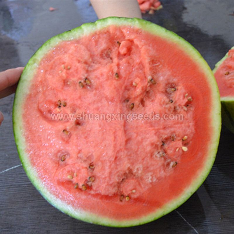 Planting hybrid F1 gift types watermelon seed