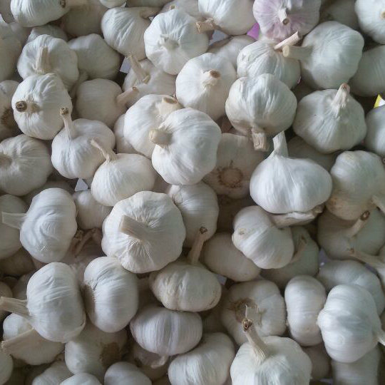 fresh garlic 