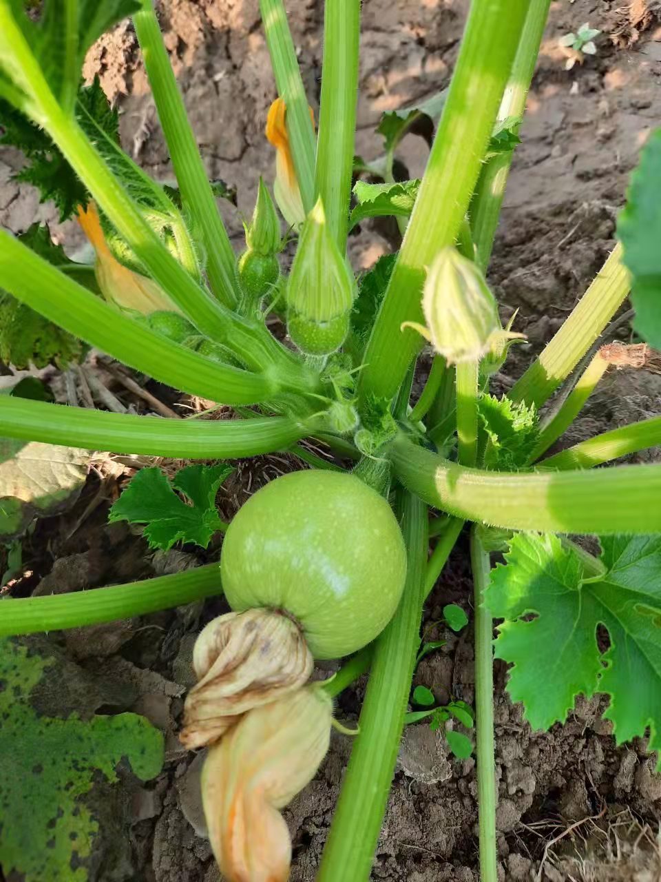 Round Light Green Color Summer Squash Zucchini Seeds