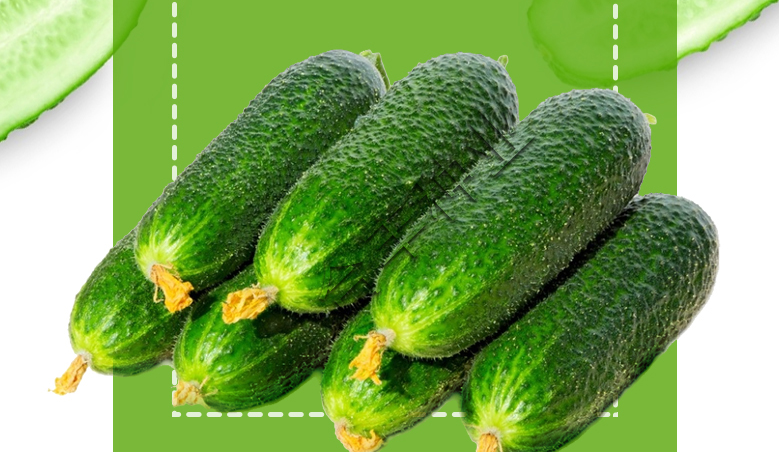 New Variety Early Maturity High Yield Disease Resistance Cucumber Seeds