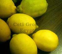 Лемоны Египет lemon