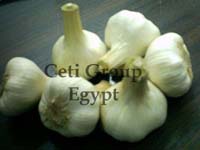 garlic Egypt