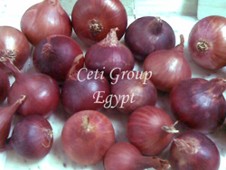 red onion Egypt