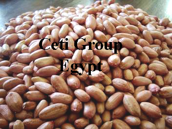 peanut Egypt