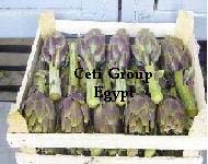 artichoke Egypt