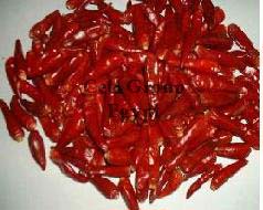 red chillie Egypt 