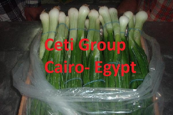 spring onion Egypt