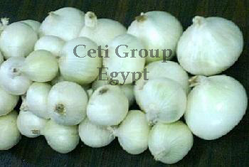 white onion Egypt