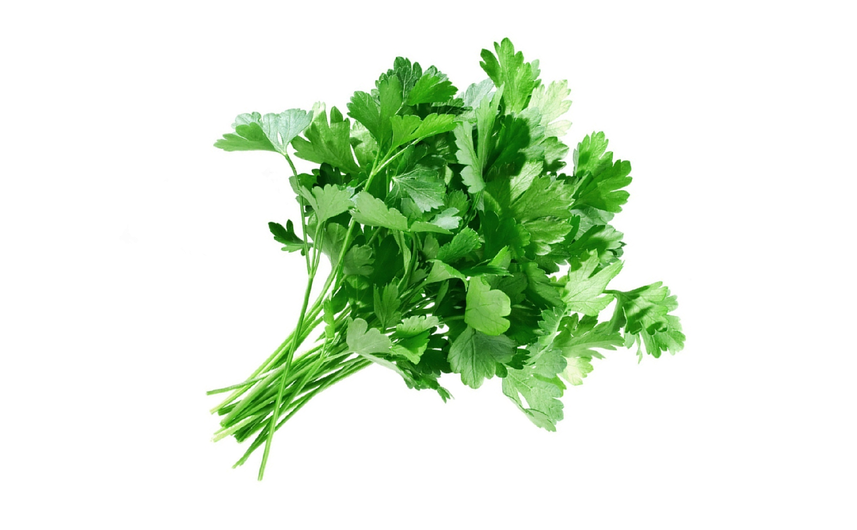 Fresh parsley Uzbekistan