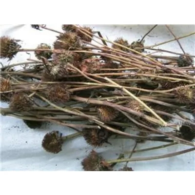 Echinacea Herb