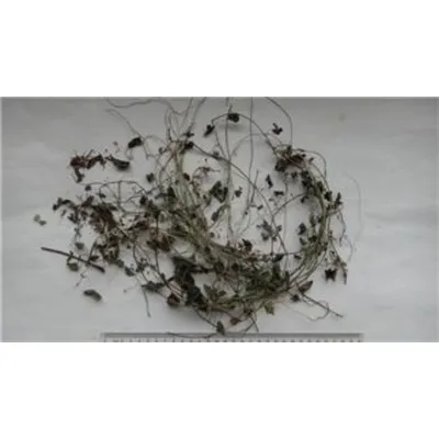 Ground Ivy Herb