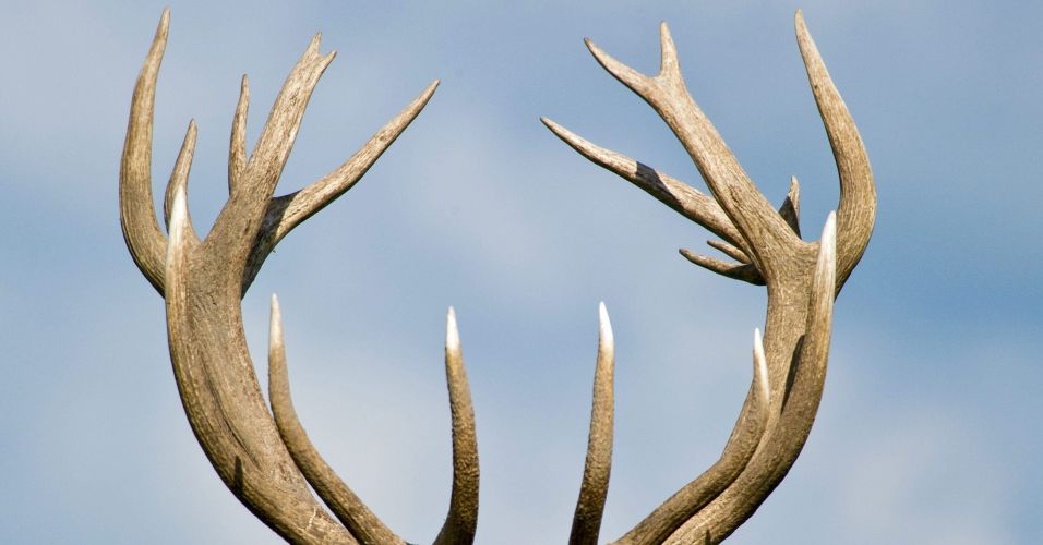 deer and elk antlers