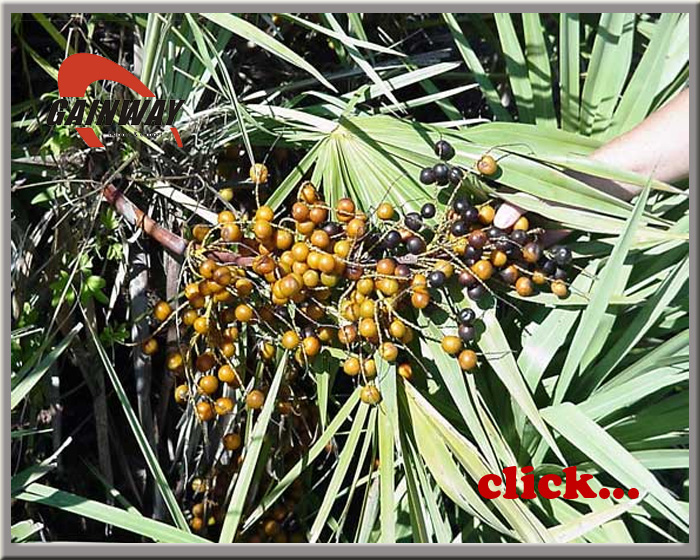 saw palmetto fruit extract