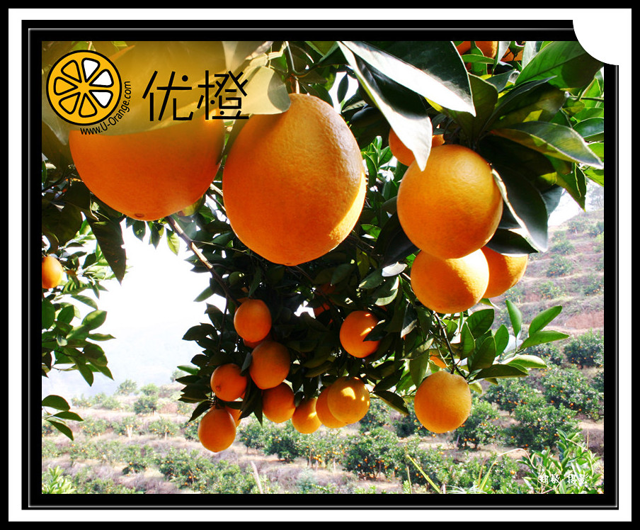 Fresh Chinese Navel Orange