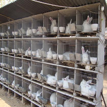 Commercial rabbit cages/Agriculture and Food