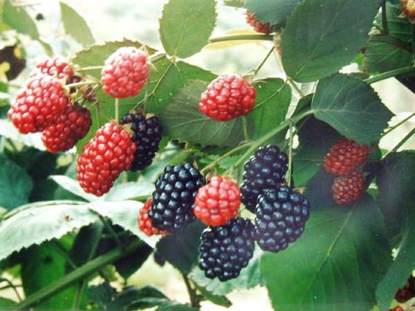Mulberry Extract- Anthocyanin