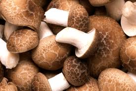 Shitake Mushroom Extract- Polysaccharides