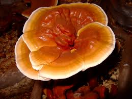 Reishi Mushroom Extract-Polysaccharides & Triterpenoids